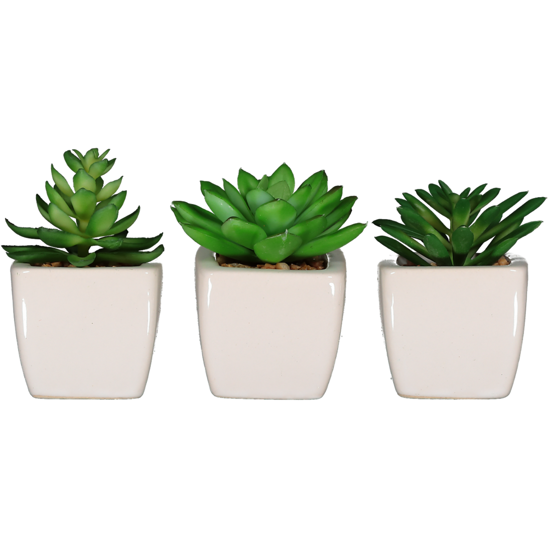 Succulent Plant