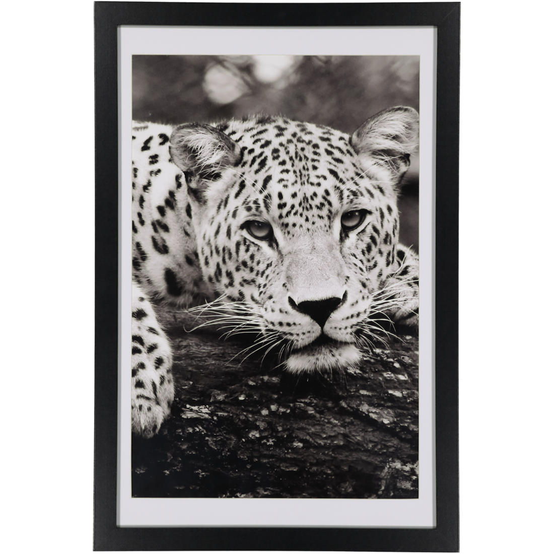 Framed Picture Animal