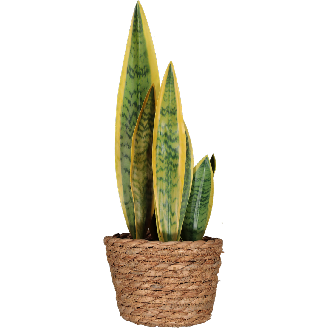 Snake Plant