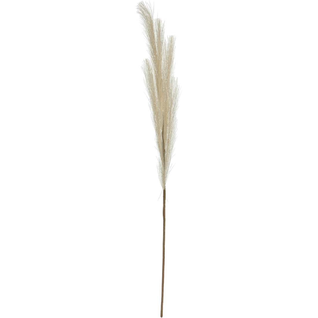 Pampas Foliage