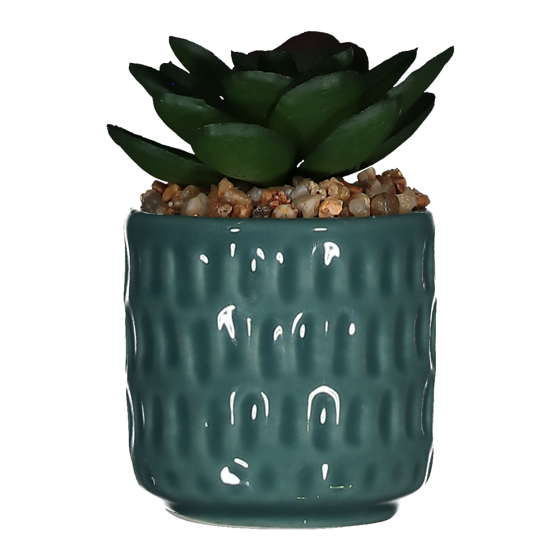 Succulent In Ceramic Pot