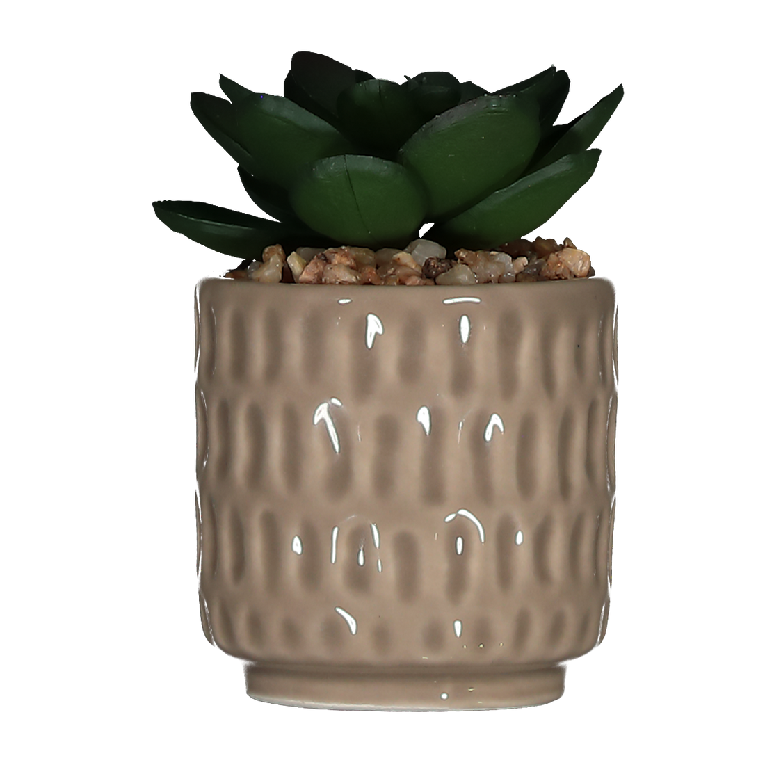 Succulent In Ceramic Pot