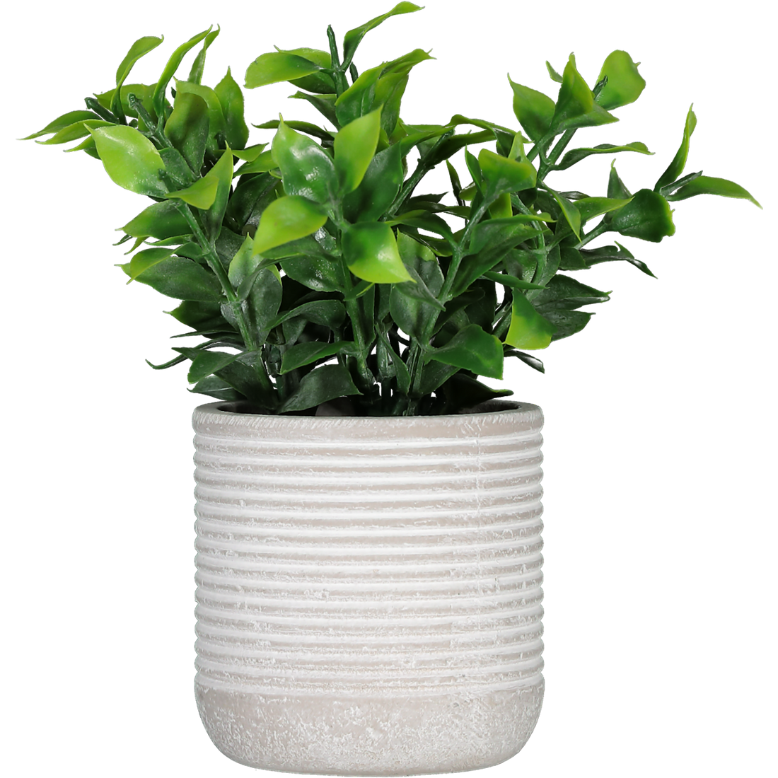 Foliage Plant In Cement Pot