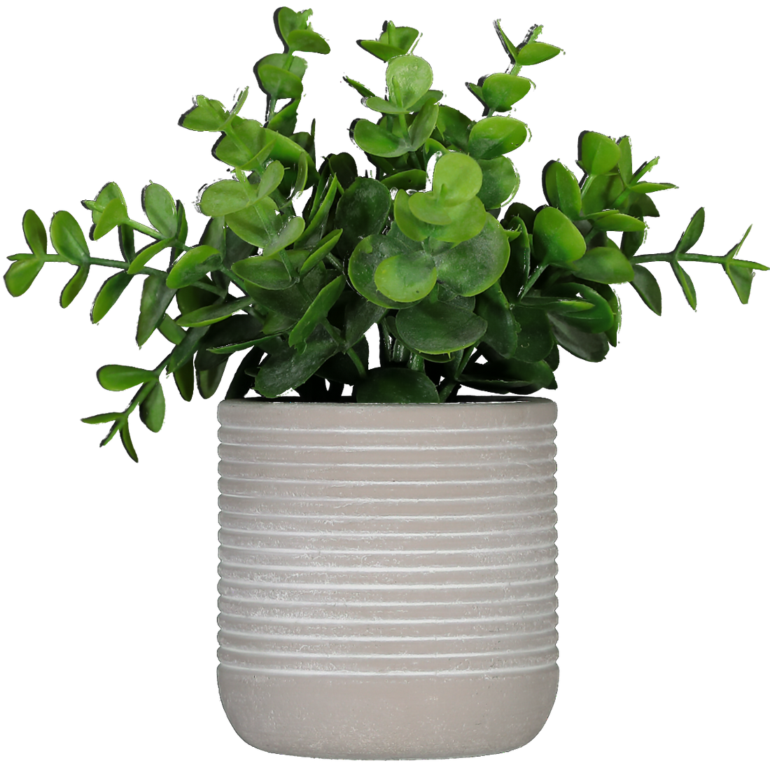 Foliage Plant In Cement Pot